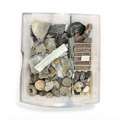 Lot 527 - Collection of fossils and geological specimens in tray, some with labels.