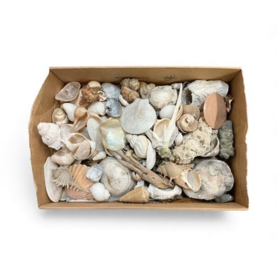 Lot 496 - Collection of assorted sea shells and corals.