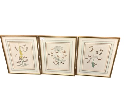 Lot 1150 - Set of three 19th century engravings of flowers and moths.
