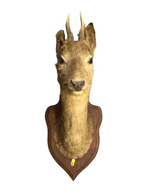 Lot 775 - Taxidermy Roe Deer on a oak mount