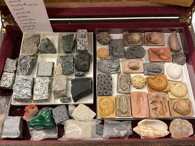 Lot 338 - Collection of various rocks and plaster cast fossils/ shells in wooden case