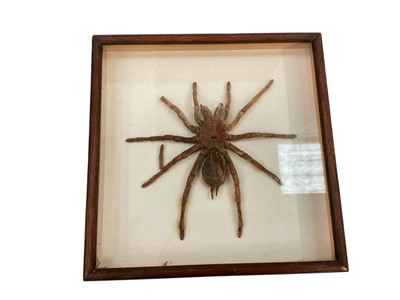 Lot 289 - Cased bird eating spider, glazed box frame, 25cm wide