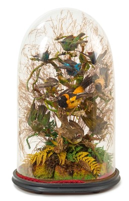 Lot 928 - Victorian display of birds of paradise, under a glass dome on oval ebonised base, 56cm high