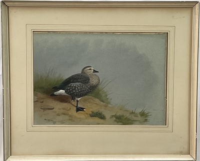 Lot 977 - *Philip Rickman (1891-1982) watercolour, Abyssinian winged goose, signed and dated 1962, 28cm x 39cm, glazed frame