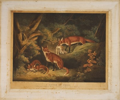 Lot 988 - "A Litter of Foxes. Taken from an original painting in the collection of Charles Lorraine Smith Esq". Handcoloured mezzotint by J. Grozer after C. Lorraine Smith landscape by G. Morland. London....