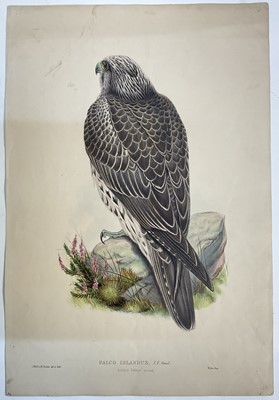 Lot 984 - "Falco Islandus Iceland Falcon Young", hand-coloured lithograph after J. Gould. J. Wolfe & H C Richter del et Lith, pub. Walter, c1873