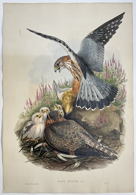 Lot 983 - Falco Aesalon Linn, hand-coloured lithograph after J. Gould. J. Wolfe & H C Richter del et Lith, pub. Walter, c1873