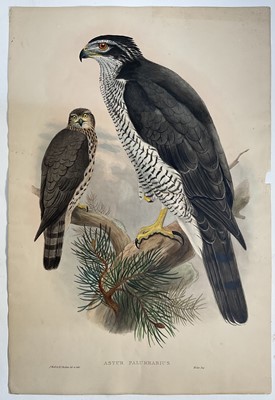 Lot 982 - Astur Palumbarius, hand-coloured lithograph after J. Gould. J. Wolfe & H C Richter del et Lith, pub. Walter, c1873