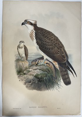 Lot 981 - Pandion Hallaetus, hand-coloured lithograph after J. Gould. J. Wolfe & H C Richter del et Lith, pub. Walter, c1873