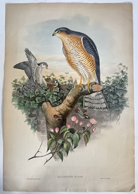 Lot 980 - Accipiter Nisis, hand-coloured lithograph after J. Gould. J. Wolfe & H C Richter del et Lith, pub. Walter, c1873