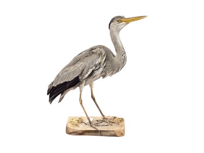 Lot 936 - Taxidermy Heron, mounted on a naturalistic base