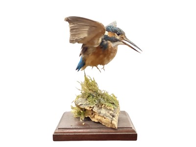 Lot 937 - Taxidermy Kingfisher, mounted on a naturalistic base