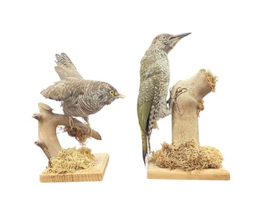 Lot 938 - Taxidermy Cuckoo and a Woodpecker, both mounted on naturalistic bases