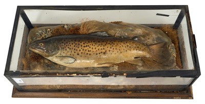 Lot 934 - Late Victorian / early Edwardian, Brown Trout, mounted on a naturalistic rock setting, in glazed case, 59cm x 28cm