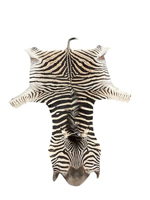 Lot 930 - Zebra skin rug, 342cm long x 175cm wide