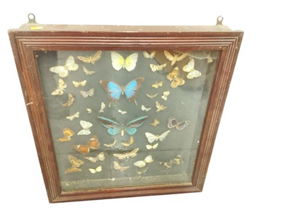 Lot 929 - Late Victorian wall mounted case containing a display of butterflies, 55cm x 51cm