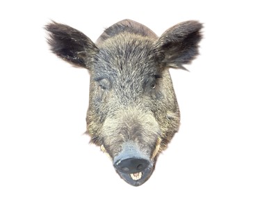 Lot 927 - Full head and neck mounted Boar, on a wooden shield, 62cm deep
