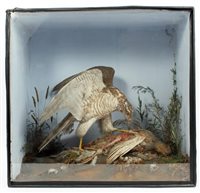 Lot 909 - Edwardian glazed case containing a Sparrow...