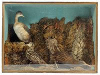 Lot 911 - Glazed case containing a trio of birds - Grebe,...