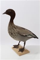 Lot 915 - Australian Maned Duck mounted on wooden base,...