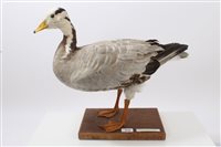 Lot 916 - Bar Headed Goose mounted on wooden base...