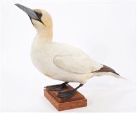 Lot 917 - Gannet mounted on wooden base, 49cm high