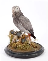 Lot 918 - Late Victorian / Edwardian African Grey Parrot...