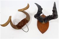 Lot 920 - Pair of late Victorian horns on oak shield,...