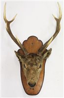 Lot 922 - Early 20th century Stag's head and antlers...