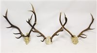 Lot 923 - Three sets of Red Deer antlers