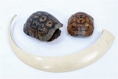 Lot 925 - Two small Tortoise shells, 13.5cm long and