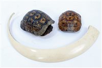 Lot 925 - Two small Tortoise shells, 13.5cm long and...