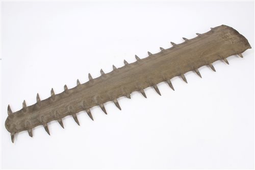 Lot 926 - Large antique Saw Fish Rostrum, 99cm long