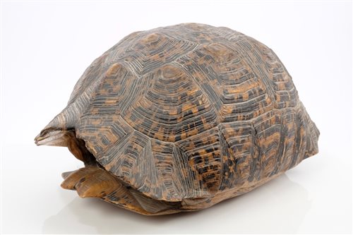 Lot 927 - Large late 19th / early 20th century Tortoise...