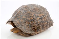 Lot 927 - Large late 19th / early 20th century Tortoise...