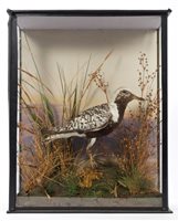 Lot 907 - Edwardian glazed case containing a Grey Plover...