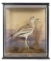 Lot 908 - Edwardian glazed case containing a...