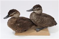 Lot 1020 - Pair of Argentine Ruddy Ducks, male and female...