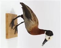 Lot 1021 - White Faced Whistling Duck mounted on a wooden...