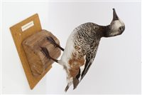 Lot 1022 - Male Chelsoe Wigeon mounted on a log, on...