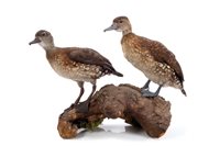 Lot 1023 - Pair of Spotted Tree Ducks mounted on a log,...