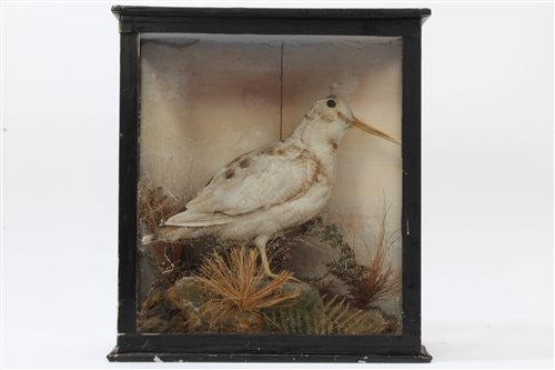 Lot 1026 - Glazed case containing an Albino Woodcock in...