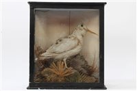 Lot 1026 - Glazed case containing an Albino Woodcock in...