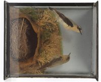 Lot 1027 - Glazed case containing a male and female...