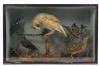 Lot 1029 - Edwardian glazed case containing a Barn Owl...