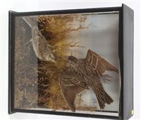 Lot 1030 - Glazed case containing a pair of Meadow Pipits...