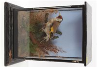 Lot 1031 - Glazed case containing a Goldfinch perched on...