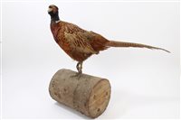 Lot 1033 - Cock Pheasant mounted on a log, 56cm high overall