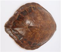 Lot 1035 - A Green Turtle shell, 51cm long x 42cm wide...