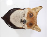 Lot 1037 - Preserved Fox mask on wooden shield